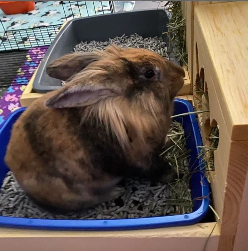 Hay Feeder & Litter Box Small Animal Litter and Hay Feeding Etsy