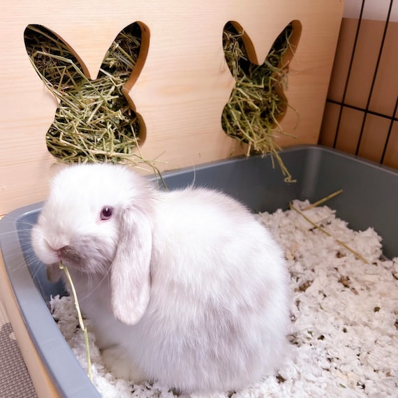 Etsy rabbit store hay feeder