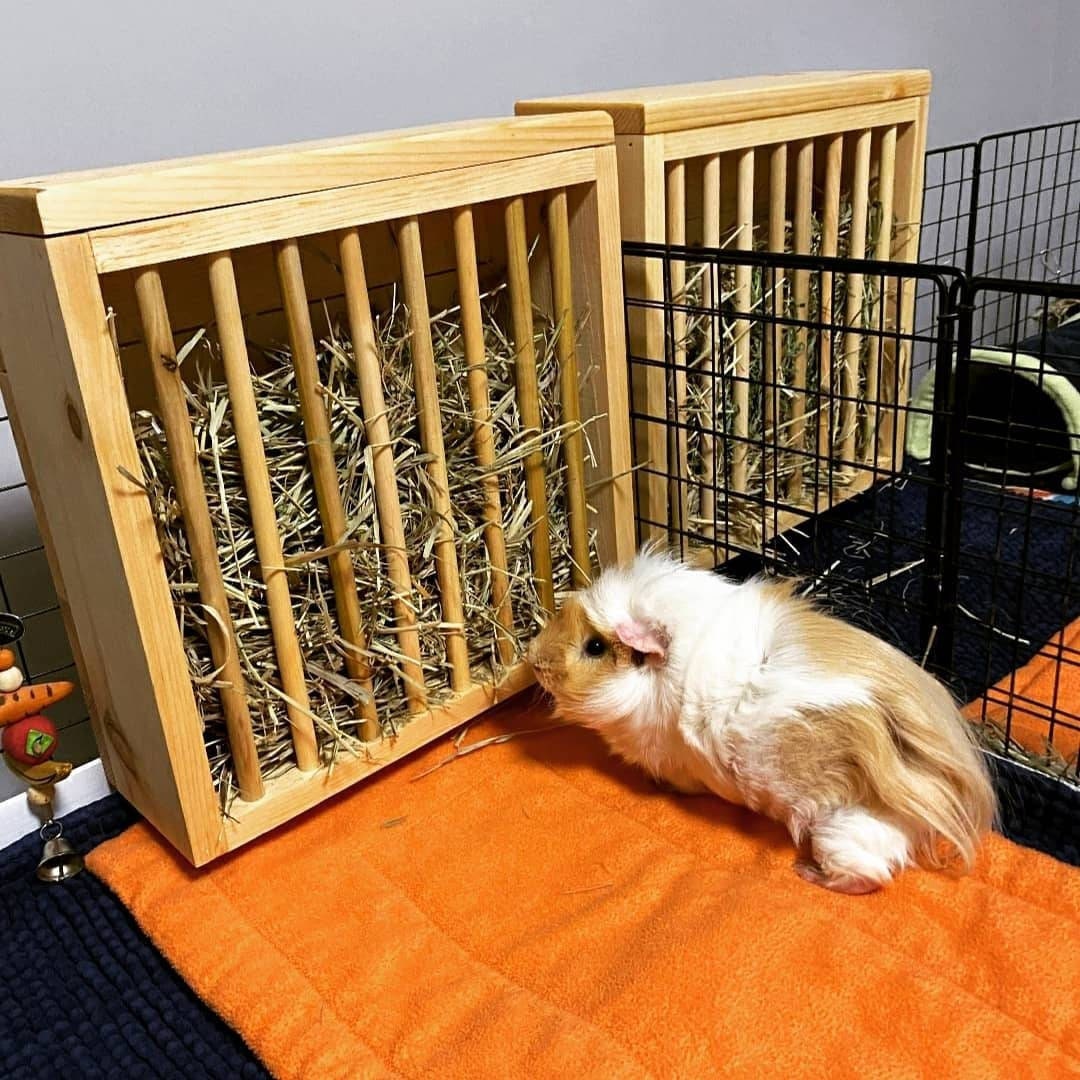 Guinea Pig Hay Feeder, Standing Mounted. Small Animal Hay Rack, Perfect