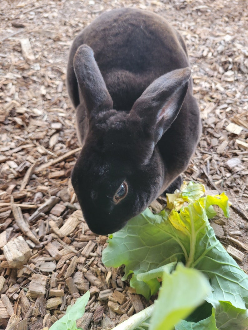 Bunny Butt Nuggets Rabbit Fertilizer. Poop Garden Rabbits Etsy