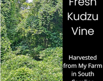 200 ft. Fresh Kudzu Vine. 1/8"-1/4" Wide. Long Flexible Wispy Wreath Base Wedding Event Floral Craft Supply Arrangement Flower Holiday