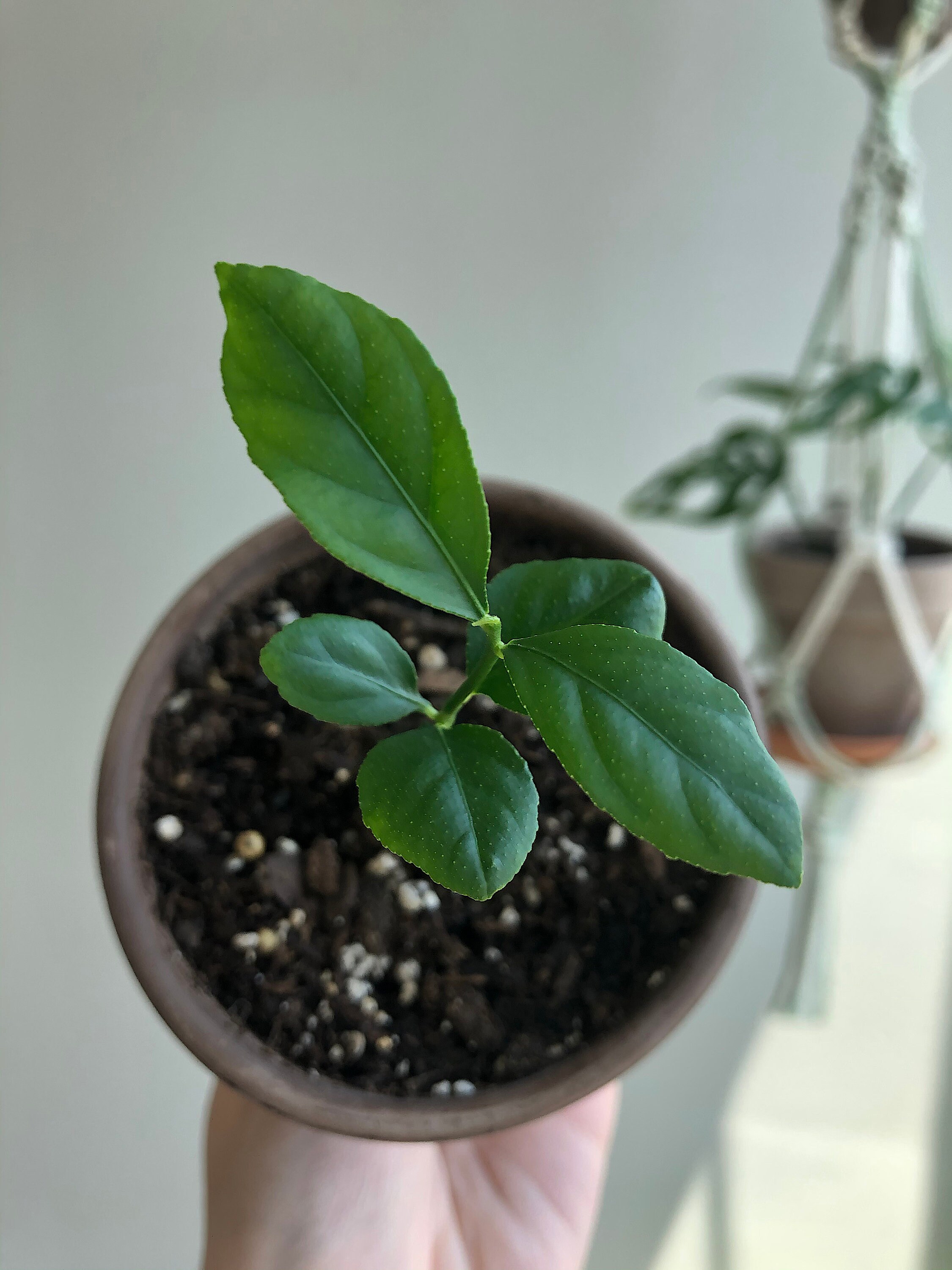 Live Lemon Tree Sapling Starter Lemon Tree Plant Citrus Etsy