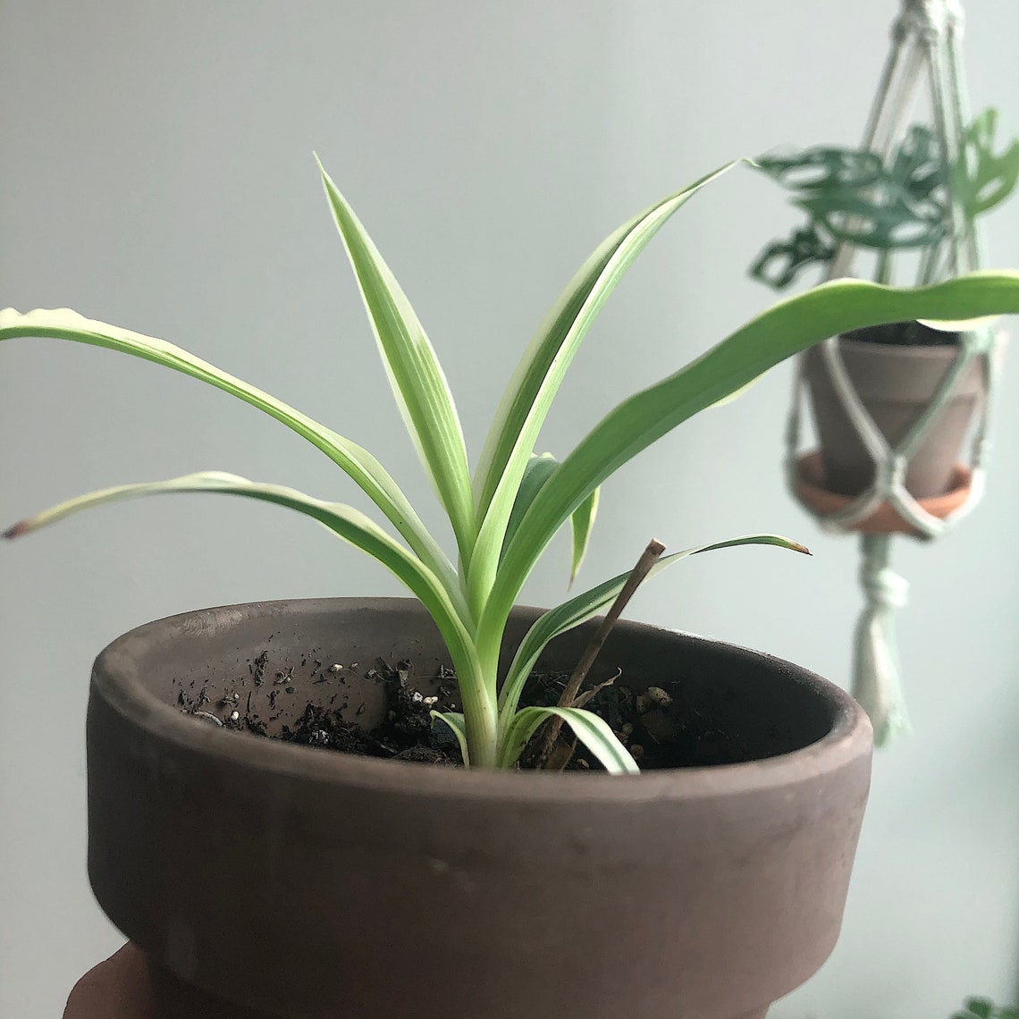 10 Spider Plant Seeds Chlorophytum comosum Easy Indoor Etsy