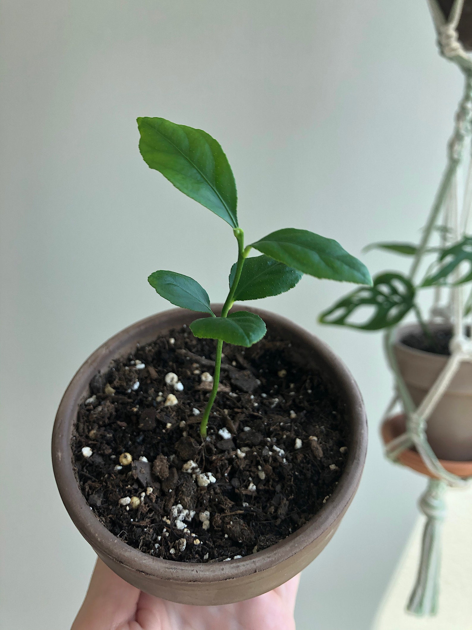 Live Lemon Tree Sapling Starter Lemon Tree Plant Citrus Etsy UK