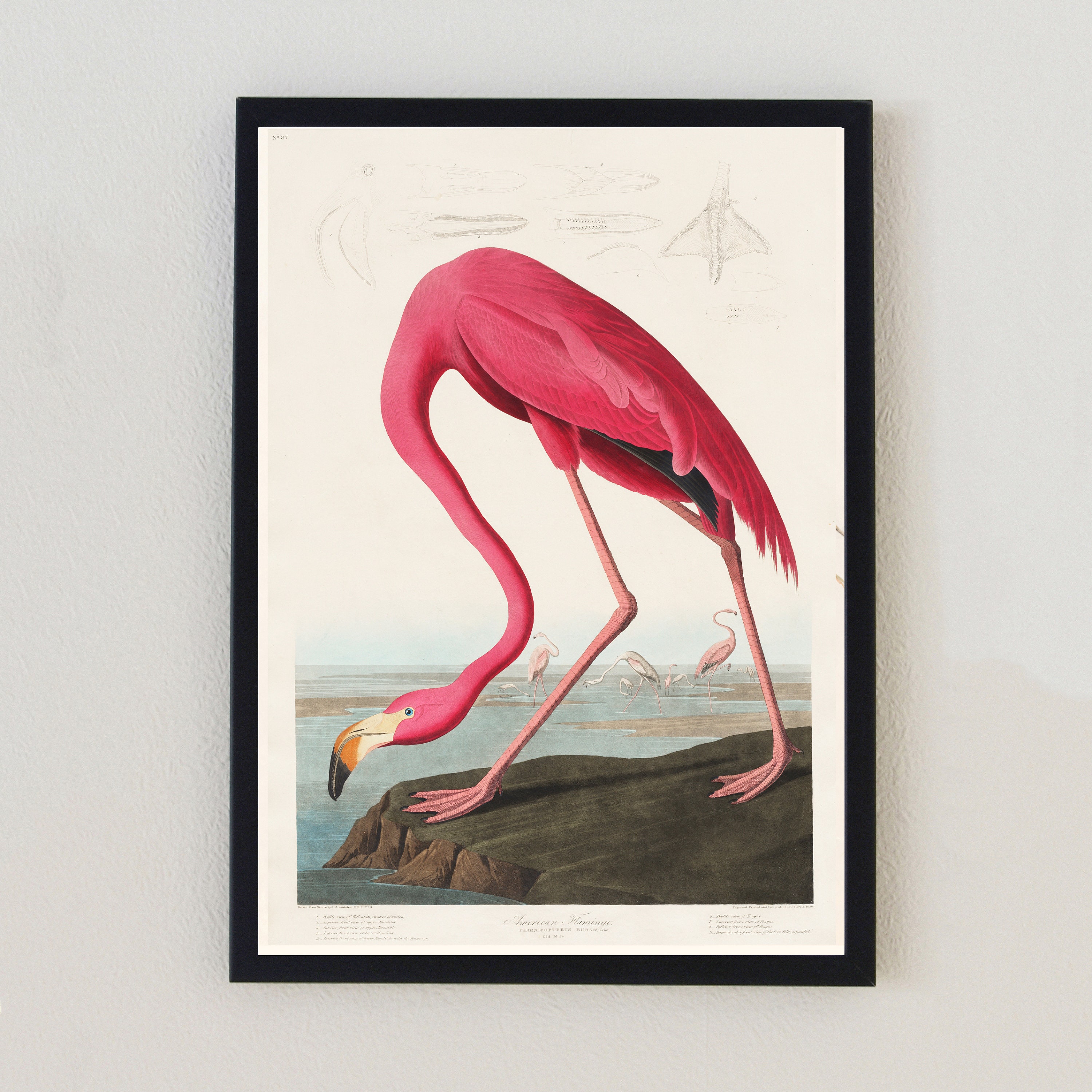 1878 Schwan, Flamingo, Merganser Ente, Cape Barren Gans Original