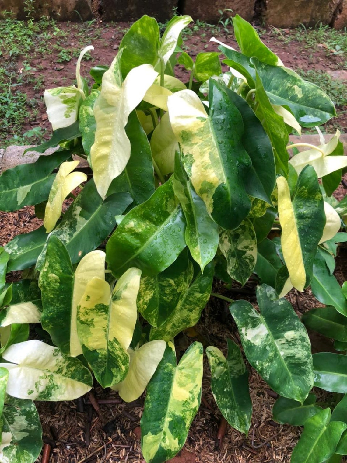 Burle Marx Variegated Philodendron