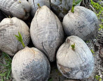 1 Coconut Tree Sprout | Tropical Tree | Coconut Palm | Tropical Fruit | Exotic Fruit | Fresh Fruit | Coconut