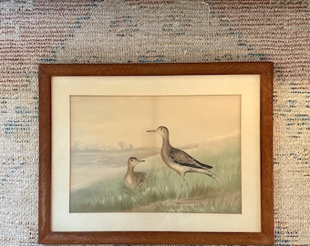 Antique Framed Lithograph Titled “Upland Plover”