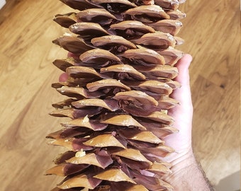 Sugarpine cones from Northern California Tahoe area FREE shipping (Sizes Ranging from Medium to JUMBO) Sugar Pine