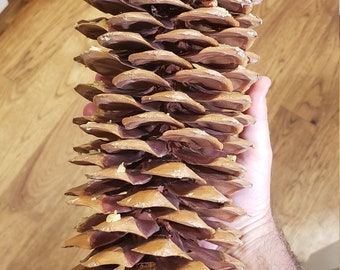 Sugar Pine Cones - Very Large Pine Cones - 1 Individual Pine Cone - Extra Long by Dried Decor