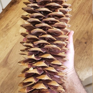 Large size Sugar Pine Cones | Tahoe, Northern California