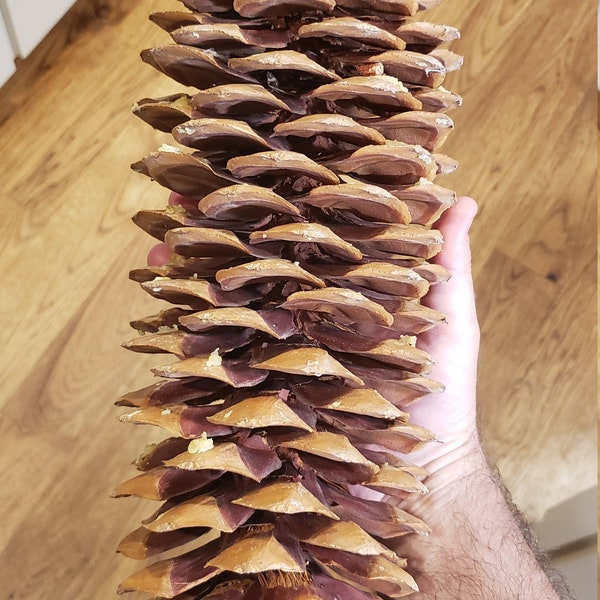 Sugarpine cones from Northern California Tahoe area FREE shipping (Sizes Ranging from Medium to JUMBO) Sugar Pine