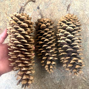 May include: Three large, elongated pine cones with woody, overlapping scales in shades of light and dark brown. Each cone features a distinct, curved stem at the top, showcasing a natural, textured appearance with a tapered, pointed base.