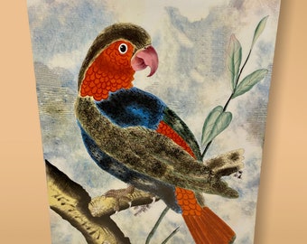 John Derian – Anthropologie, Parrot-motif, Porcelain Vase