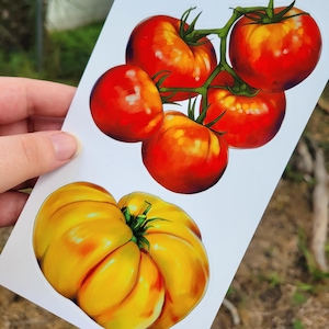 May include: A sticker featuring illustrations of ripe tomatoes. The top illustration shows a cluster of red tomatoes with green stems. Below, a large, yellow tomato is depicted. The sticker is held by a hand.
