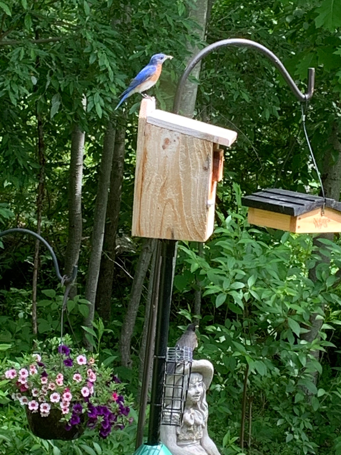 2 Cedar Bluebird Houses-rough Cut - Etsy