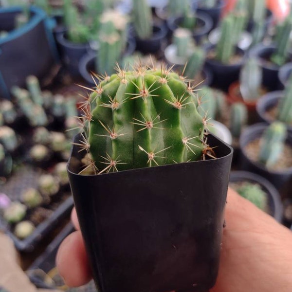 echinopsis rhodotricha Bare root cactus