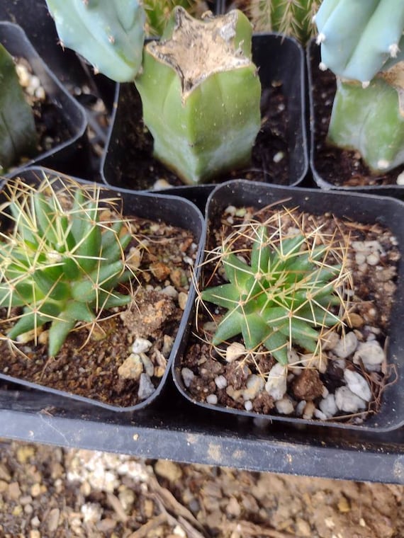 Mammillaria Decipiens Sp Camptotricha Bare Root Cactus - Etsy