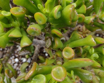 1 cutting Crassula Ovata Shrek Ears succulent