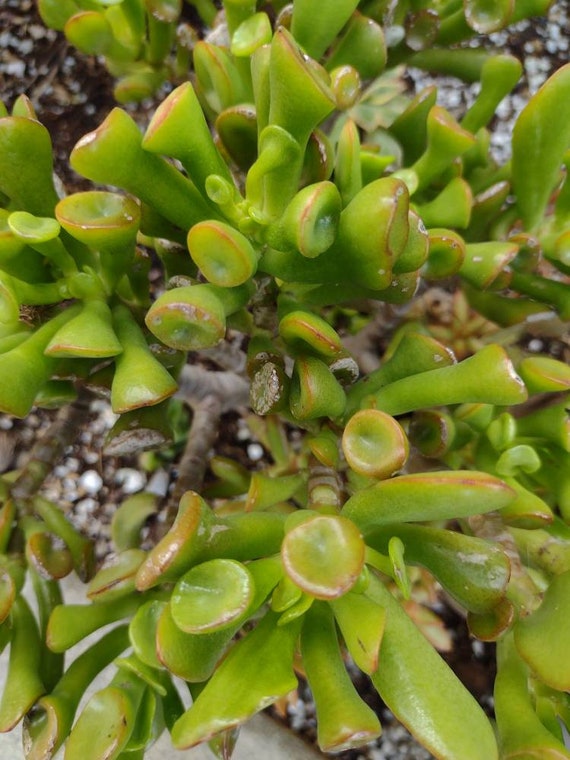 1 cutting Crassula Ovata Shrek Ears succulent