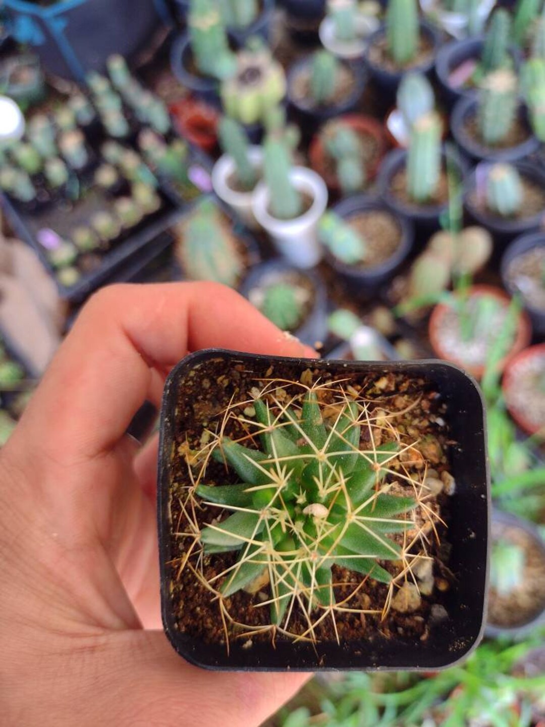 Mammillaria Decipiens Sp Camptotricha Bare Root Cactus - Etsy