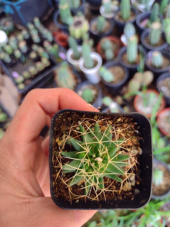 Mammillaria Decipiens Sp Camptotricha Bare Root Cactus - Etsy