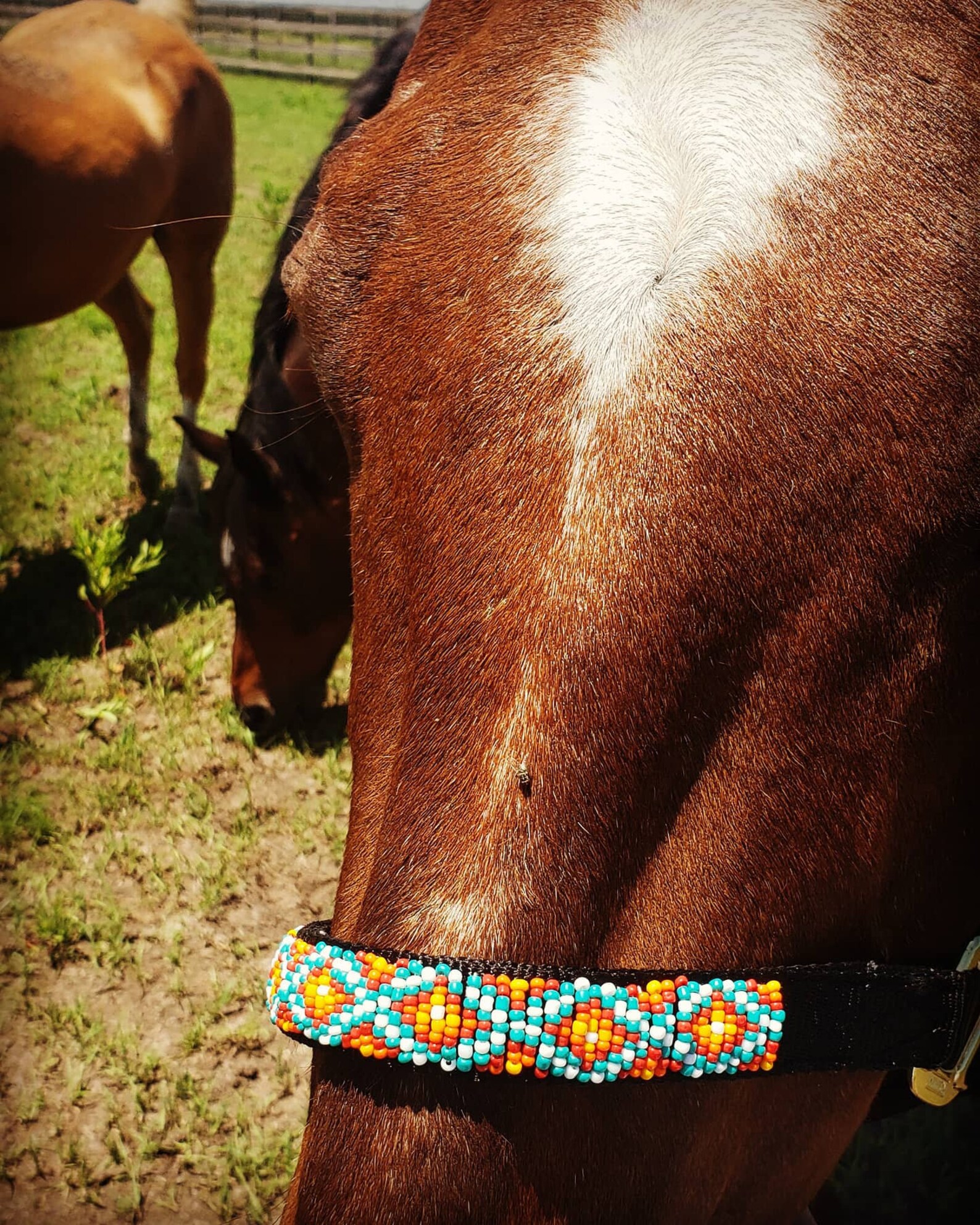 Custom Beaded Horse Halter Etsy