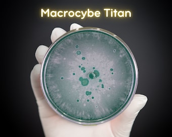 Western Giant (Macrocybe Titan) Live Mycelium Mushroom Culture Spawn