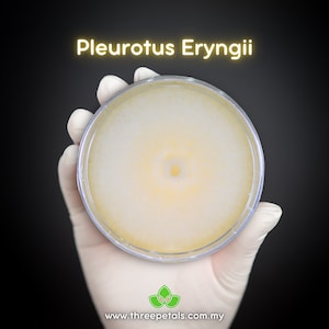 King Trumpet Oyster (Pleurotus Eryngii) Live Mycelium Mushroom Culture Spawn