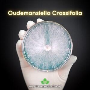 Champignon porcelaine (Oudemansiella crassifolia) Frai de culture de champignons mycélium vivants