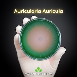 May include: A petri dish containing a green and brown agar culture labelled "Auricularia Auricula".