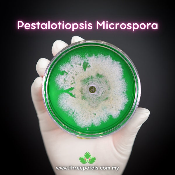 Manger du plastique (Pestalotiopsis Microspora) Culture de champignons mycélium vivants
