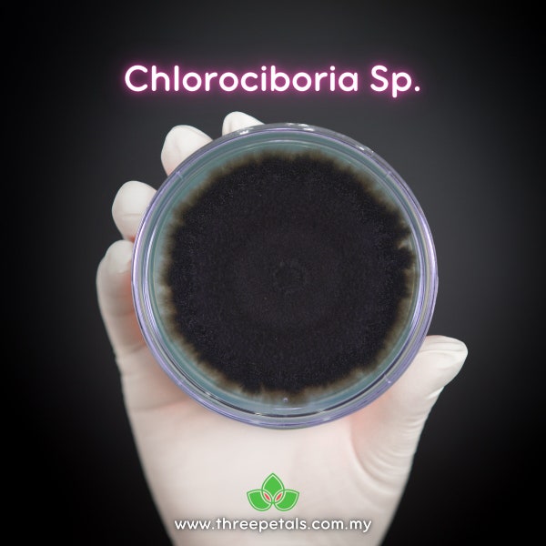 Endophytic (Chlorociboria Sp.) Live Mycelium Mushroom Culture Spawn