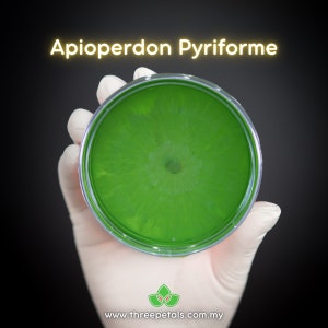 以下が含まれることがあります： 緑色の寒天培地が入ったシャーレで、中央に白い菌のコロニーが成長しています。シャーレには「Apioperdon Pyriforme」とラベルが貼られています。