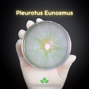 Tarragon Oyster (Pleurotus Eunosmus) Live Mycelium Mushroom Culture Spawn