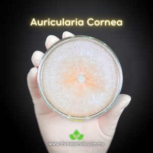 May include: A petri dish containing a white and orange fungal growth, labelled "Auricularia Cornea".
