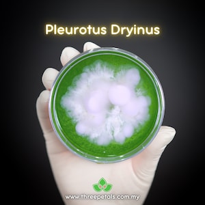 Veiled Oyster (Pleurotus Dryinus) Live Mycelium Mushroom Culture Spawn