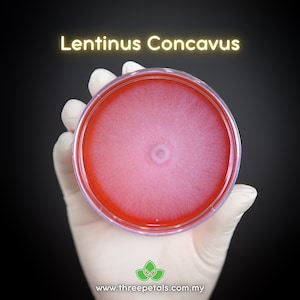 Pearl Sawgill (Lentinus Concavus) Live Mycelium Mushroom Culture Spawn