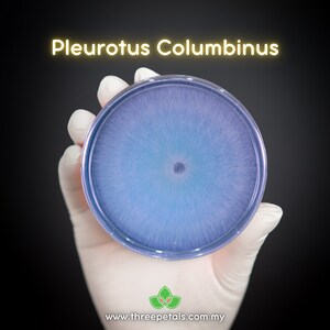 Blue Oyster (Pleurotus Ostreatus Var. Columbinus) Live Mycelium Mushroom Culture Spawn
