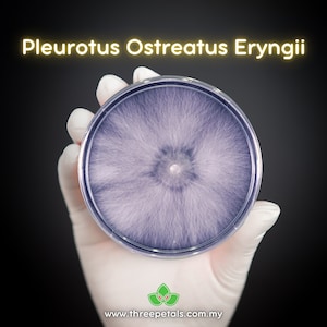 Black Pearl Oyster (Pleurotus Ostreatus Eryngii) Live Mycelium Mushroom Culture Spawn