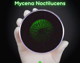 Night Fire (Mycena Noctilucens) Live Mycelium Mushroom Culture Spawn Seed