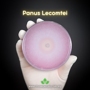 Hairy Oyster (Panus Lecomtei) Live Mycelium Mushroom Culture Spawn