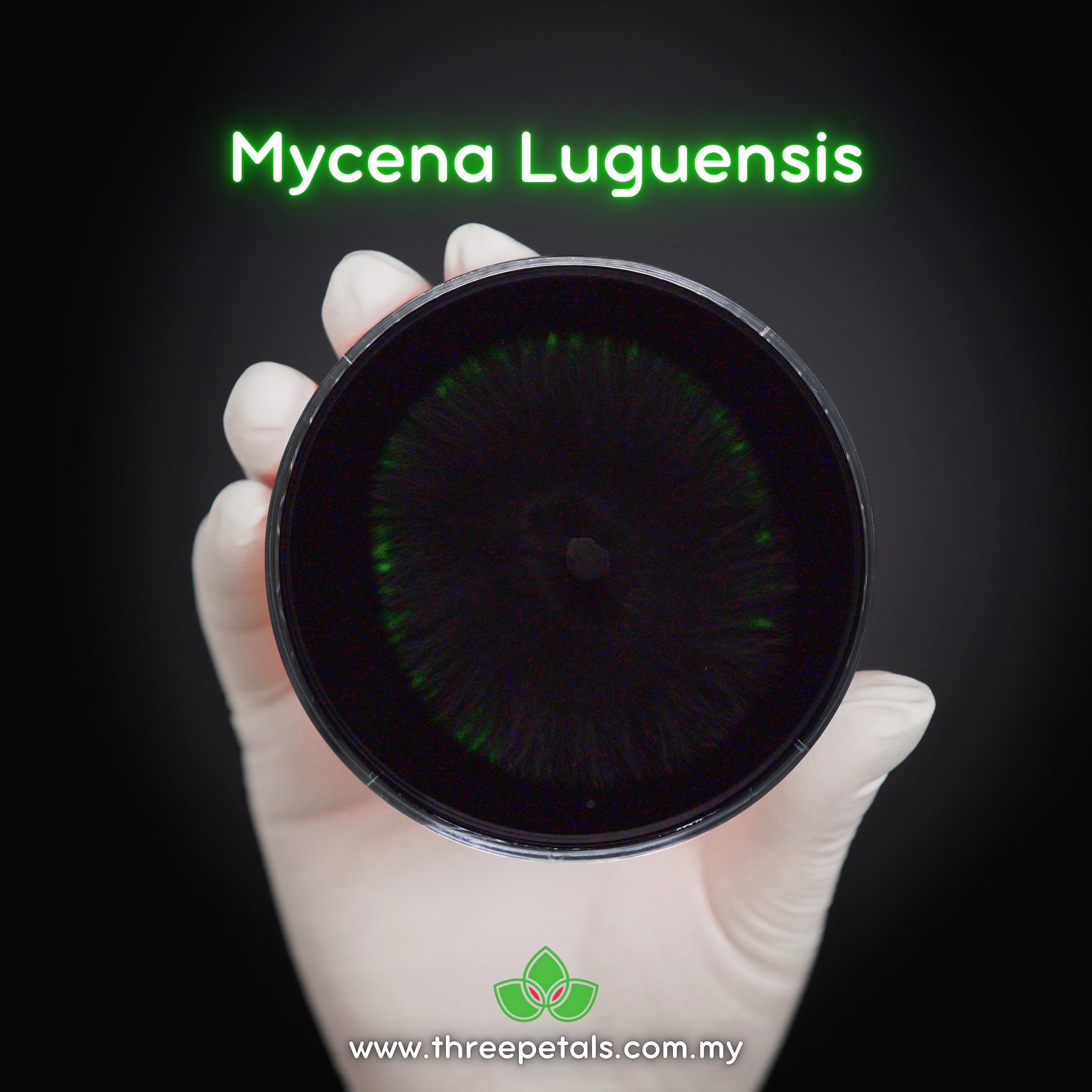 Bioluminescent Mushroom Kit - Etsy Ireland