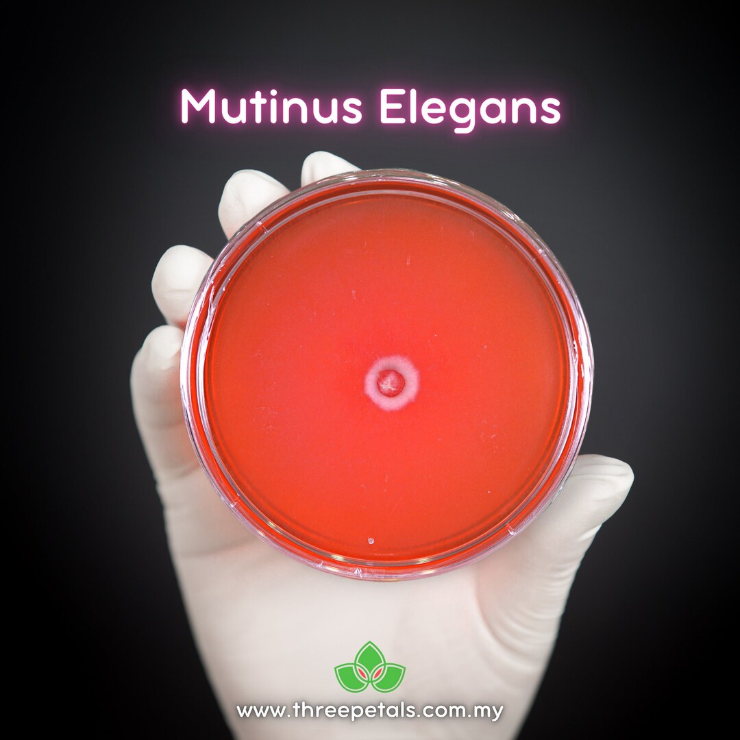 Devil's Dipstick mutinus Elegans Live Mycelium Mushroom Etsy