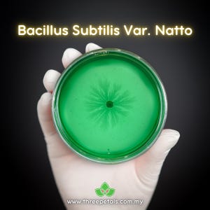 Natto (Bacillus subtilis Var. Natto) Lebende Myzel-Pilzkultur Spawn