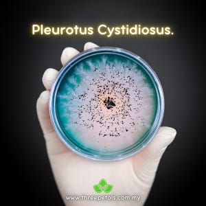 Abalone Oyster (Pleurotus Cystidiosus) Live Mycelium Mushroom Culture Spawn