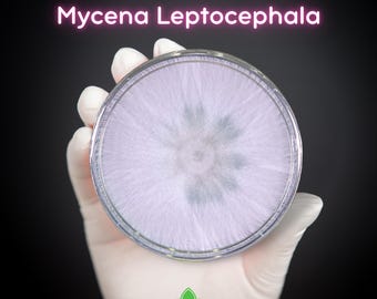 Nitrous Bonnet (Mycena Leptocephala) Live Mycelium Mushroom Culture Spawn