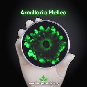 Honey Mushroom (Armillaria Mellea) Live Mycelium Mushroom Culture Spawn
