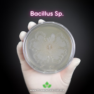 Gram-Positive Bakterien (Bacillus Sp.) Live Mycel Pilzkultur-Spawn