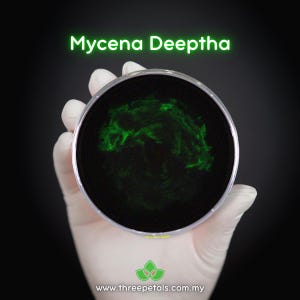 Shining Goddess (Mycena Deeptha) Live Mycelium Mushroom Culture Spawn
